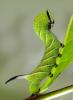 Sphinx ligustri