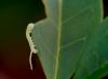 Sphinx ligustri