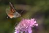 9797 – Photo : Michel Guttin – France (07)