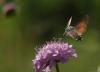 9798 – Photo : Michel Guttin – France (07)