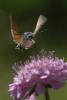 9799 – Photo : Michel Guttin – France (07)