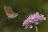9800 – Photo : Michel Guttin – France (07)