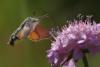 9888 – Photo : Michel Guttin – France (07)