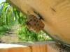 9678 – Photo : Jeremie Fevrier – France (66)