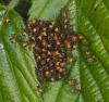 9960 – Photo : microbe – France (62)