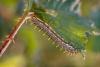 9801 – Photo : Michel Guttin – France (07)