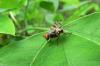 9488 – Photo : Didier Bogey – France (01)