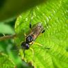 9661 – Photo : Didier Bogey – France (01)