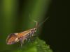 9355 – Photo : microbe – France (62)