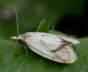 9449 – Photo : Pelouard – France (72)