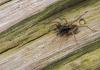 9066 – Photo : microbe – France (62)