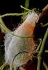 Saturnia pavoniella