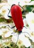 9416 – Photo : Jean-Philippe Mathieu – France (54)