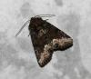 9514 – Photo : Franck BEAUPERE – France (69)