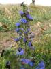 9429 – Photo : Jean-Pierre FAVRETTO – France (56)