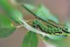 9475 – Photo : Michel Guttin – France (69)