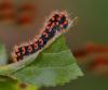 9251 – Photo : Michel Guttin – France (69)