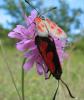 9767 – Photo : pierre desriaux – France (06)