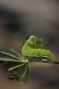 9547 – Photo : Michel Guttin – France (69)