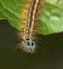 9873 – Photo : microbe – France (62)