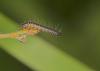 9303 – Photo : microbe – France (62)