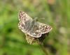 9305 – Photo : pierre desriaux – France (06)