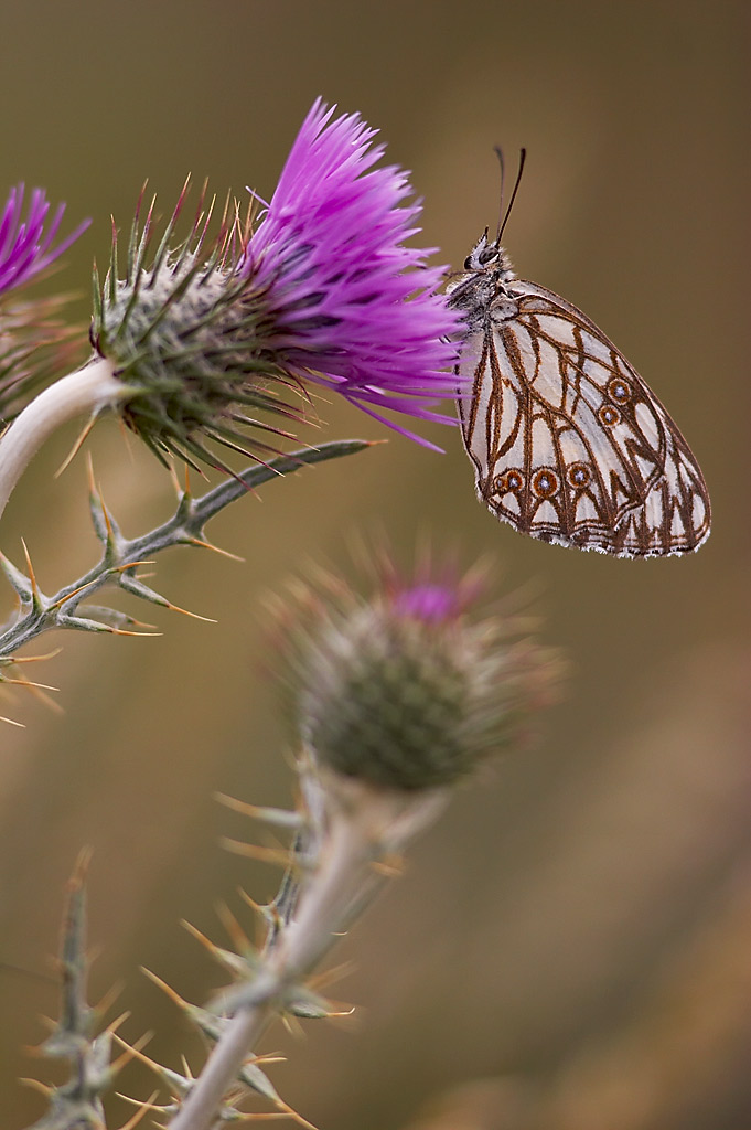 Tollari Serge - Melanargia occitanica - réf. 9197 (681 x 1024 pixels, 146 ko)