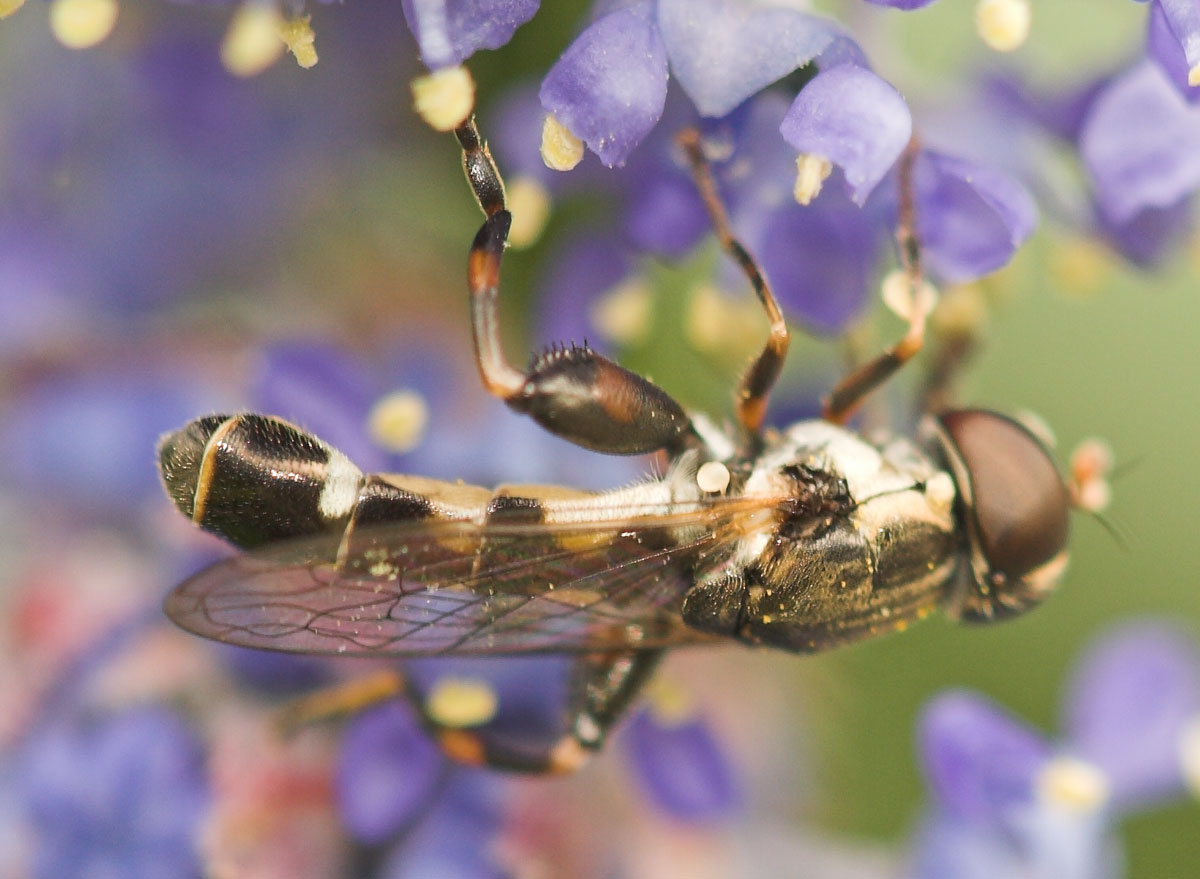 Pierre Duhem - Syritta pipiens - réf. 9393 (1200 x 879 pixels, 138 ko)