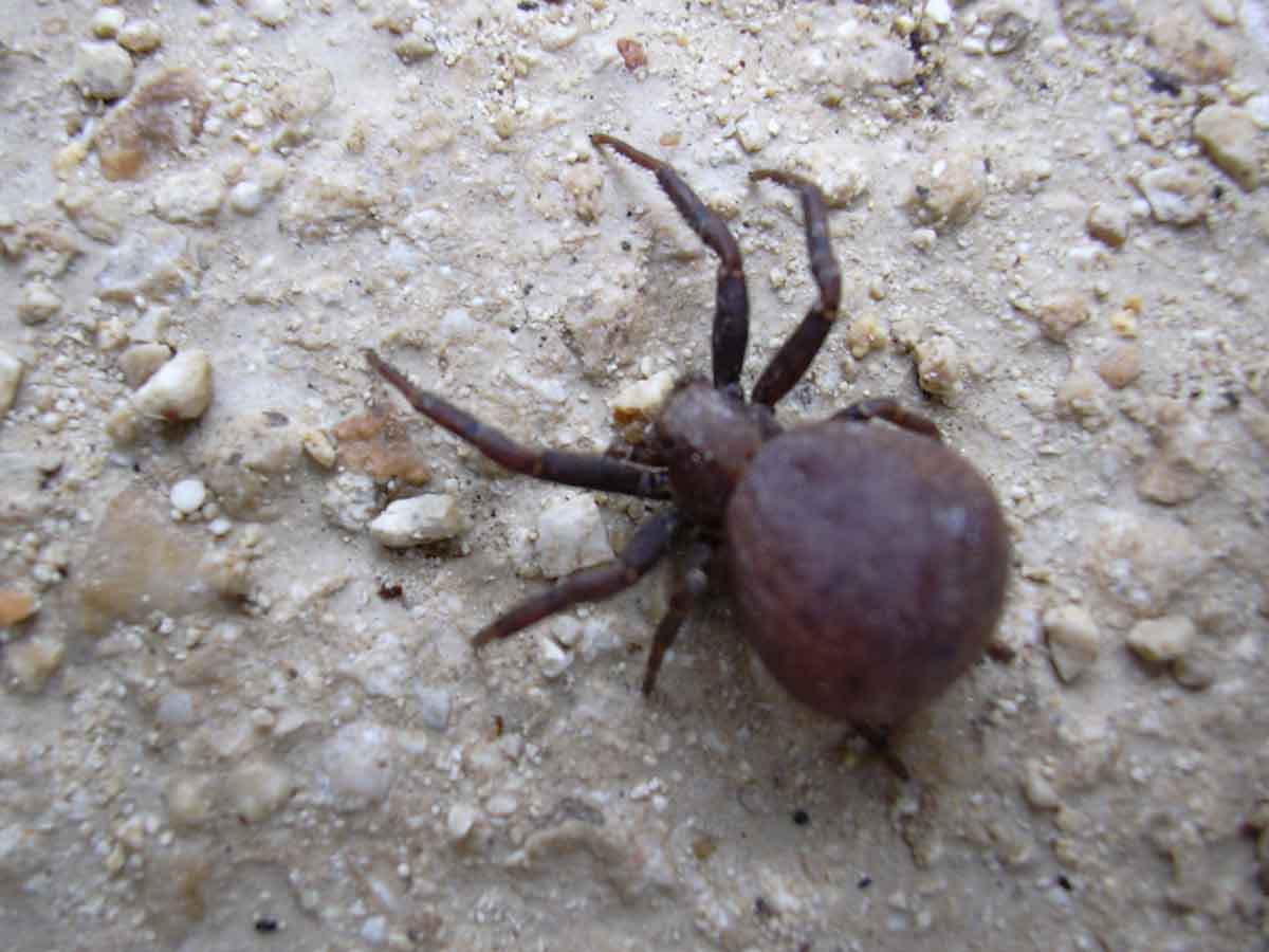 Nicolas Tobak - Xysticus sp. - réf. 9342 (1200 x 900 pixels, 85 ko)