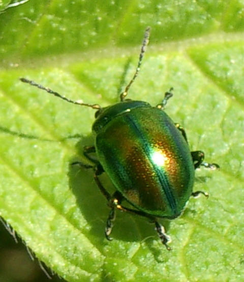 k-meleon - Chrysolina (Hypericia) sp. - réf. 9892 (480 x 556 pixels, 77 ko)