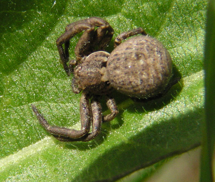 Chavernoz Marina - Xysticus sp. - réf. 9070 (686 x 579 pixels, 121 ko)