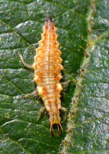 Chrysoperla lucasina