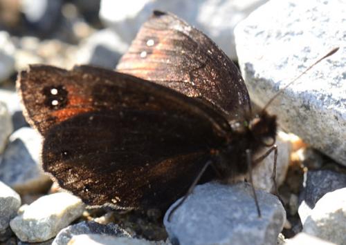 Erebia lefebvrei
