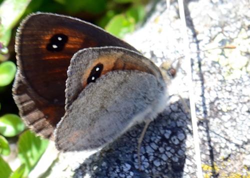 Réf. 90 140 : Erebia rondoui
