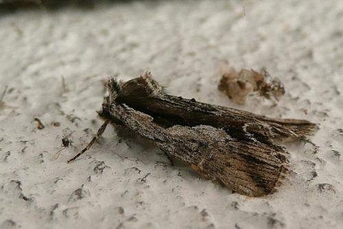 Réf. 90 863 : Calliergis ramosa