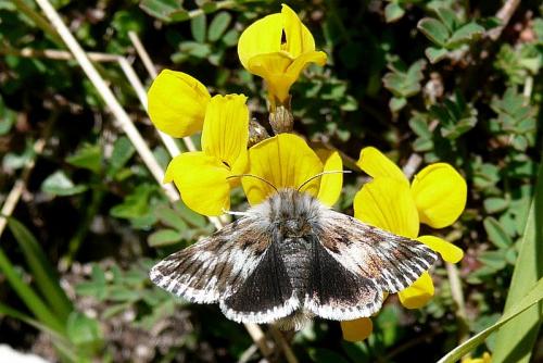 Omia cymbalariae
