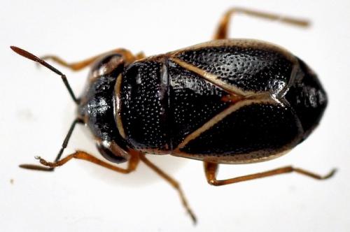 Réf. 90 411 : Geocoris grylloides