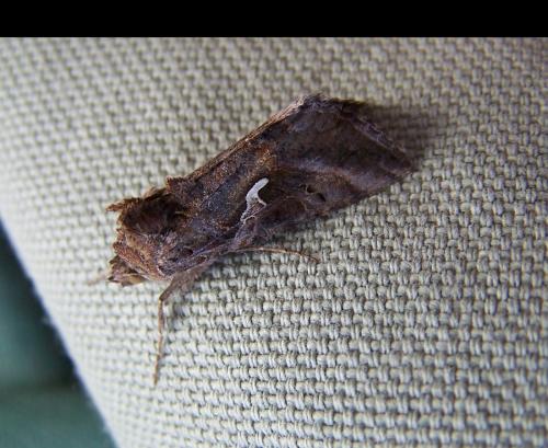 Autographa gamma