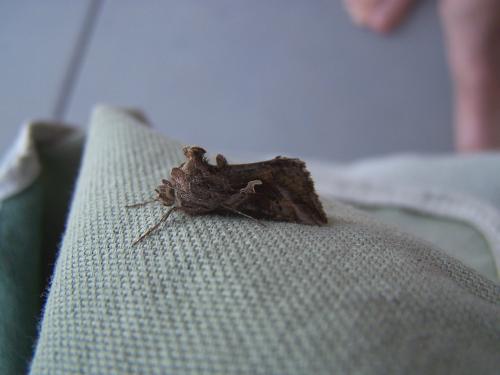 Autographa gamma