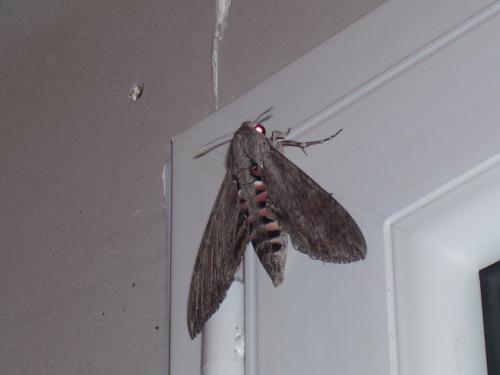 Agrius convolvuli