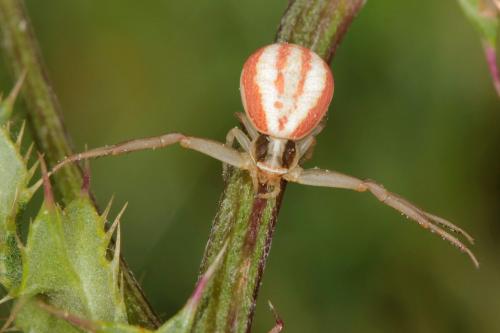 Réf. 90 073 : Runcinia grammica