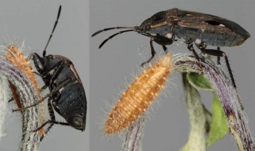 Graptopeltus lynceus