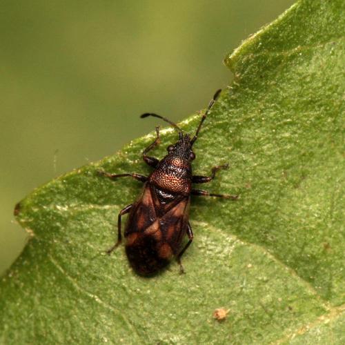 Oxycarenus modestus