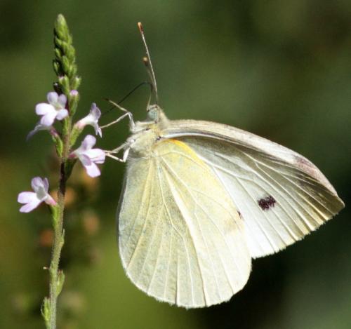 Pieris rapae