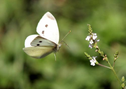 Pieris rapae