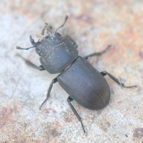 Réf. 90 476 : Dorcus parallelipipedus