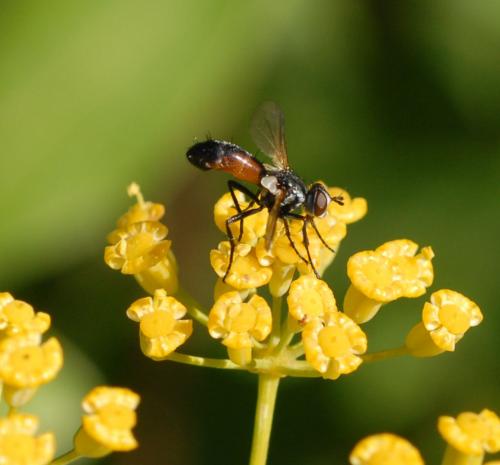 Cylindromyia sp.