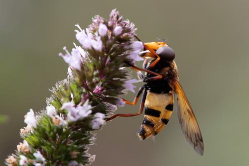 Réf. 90 743 : Volucella inanis