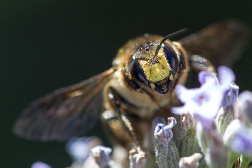 Anthidium septemspinosum