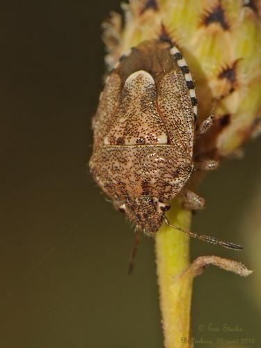 Staria lunata